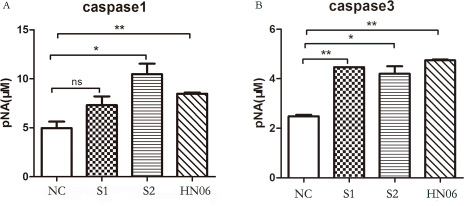 Caspase-1 and caspase-3 activity assay in monocytes infected with ALV-J at 6 hpi.