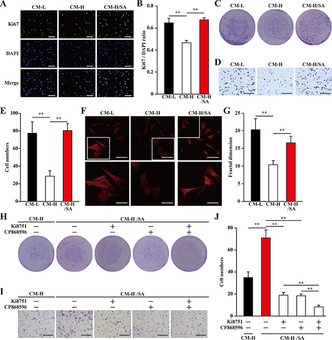 Salidroside promotes smooth muscle cells proliferation and migration potentials via skeletal cells secretome.