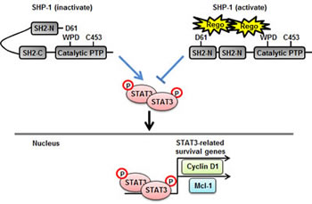 A representation of relief of the inhibitory N-SH2 domain of SHP-1 by regorafenib and its contribution to apoptosis in CRC.