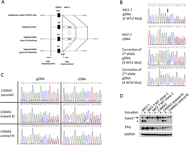 Correction of the GATA3 D336Gfs*17 mutation in MCF-7 and knock-in of GATA3 D336Gfs*17 in CAMA1 cells using gene targeting.