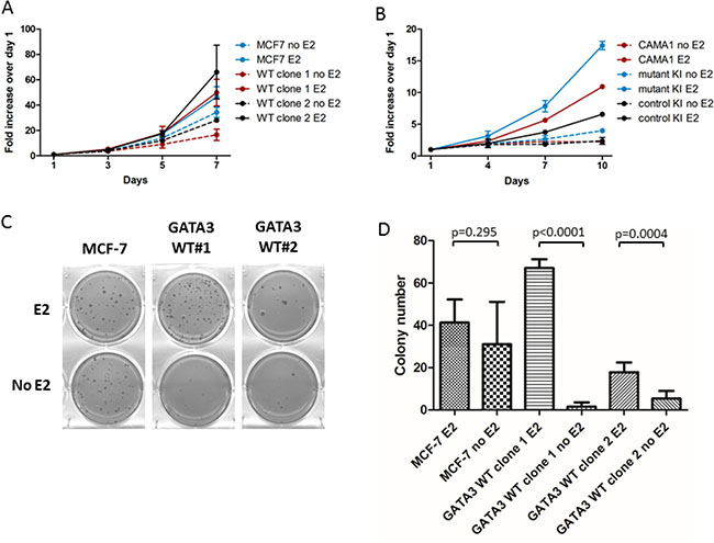 Growth comparison of MCF-7 and GATA3 wild type derivatives.