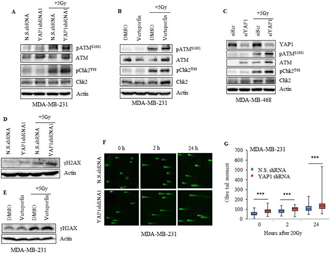 Inhibition of YAP1 impairs the DNA damage response in TNBC cells.