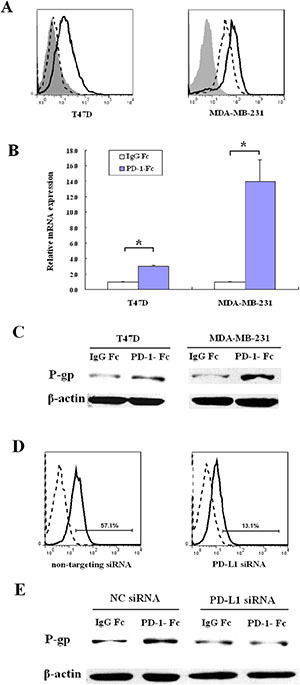 PD-1/PD-L1 interaction up-regulates MDR1/P-gp expression in breast cancer cell lines.