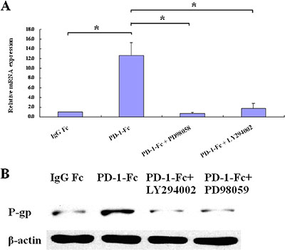 PI3K/AKT and MAPK/ERK inhibitors abrogate PD-L1-mediated MDR1/P-gp up-regulation.