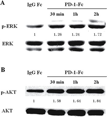 Effect of PD-1/PD-L1 interaction on phosphorylated ERK (p-ERK) and phosphorylated AKT (p-AKT) in MDA-MB-231.