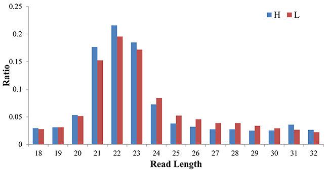 The length distribution of clean reads in the sRNA-seq libraries of H and L groups.