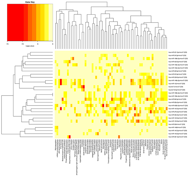 Heatmap and cluster patterns of the DE miRNAs and target-gene related pathways.