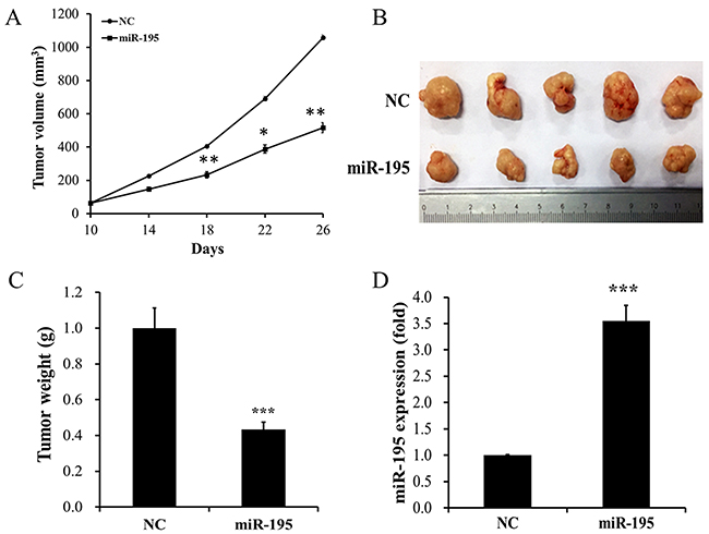 MiR-195 showed a visible inhibitory impact on tumor growth in vivo.