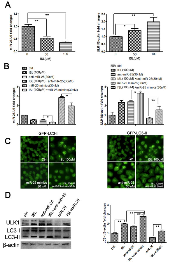 ISL induces the autophagic cell death of MCF-7/ADR cells by inhibiting miR-25 expression.