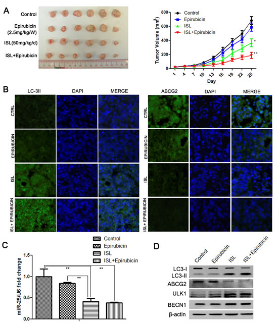 ISL reverses breast cancer drug resistance