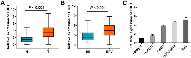 TUG1 expression in ICC clinical samples.