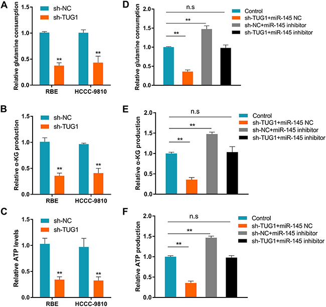 TUG1 increases glutamine metabolism in ICC by sponging miR-145.