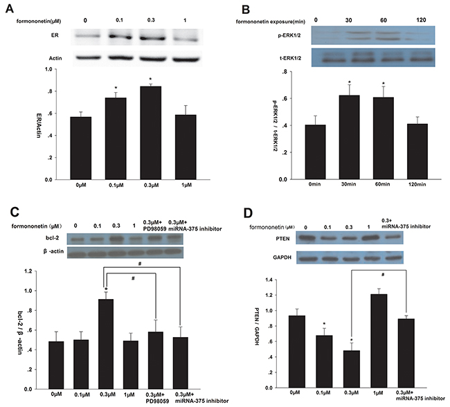 Effect of formononetin on ER&#x03B1;, p-ERK1/2, bcl-2 and PTEN protein expression in CNE2 cells.