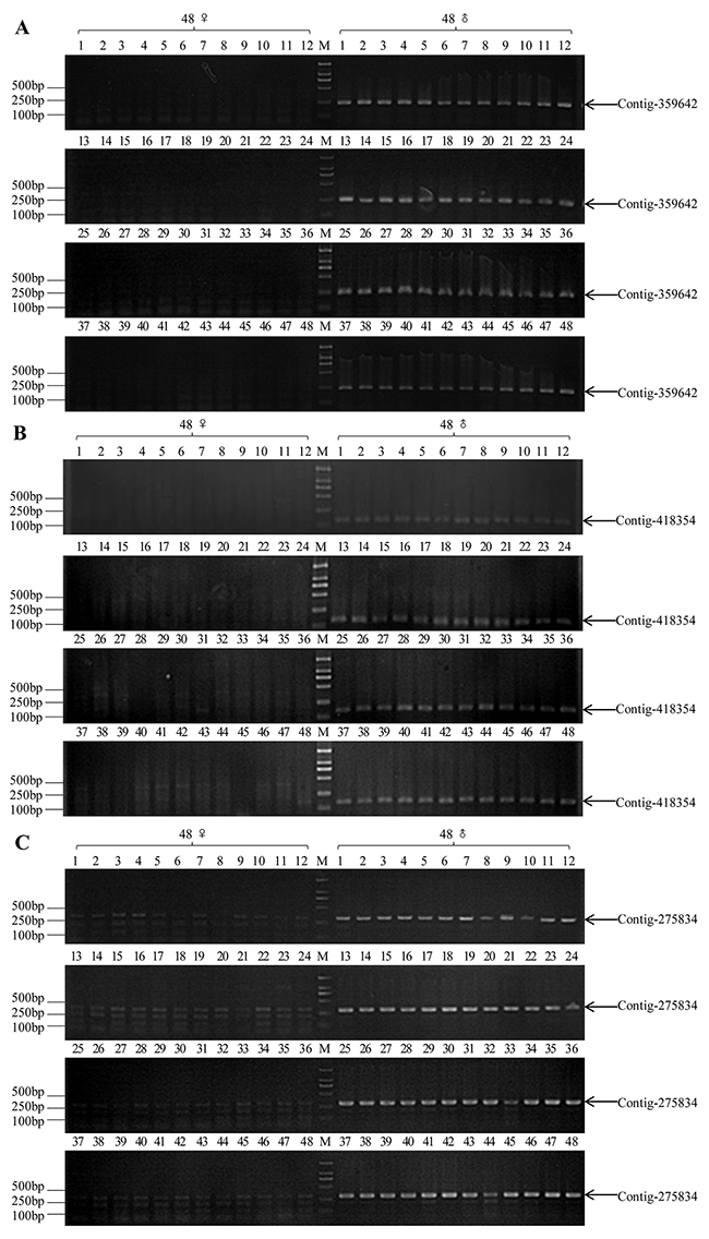 PCR validation results of three pairs of sex-specific molecular markers in commonly wild-caught 48 XY males and 48 XX females (M1-M48 and F1-F48, respectively).