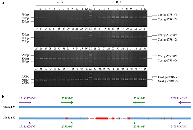PCR amplification results of homologous cloning on X chromosome.