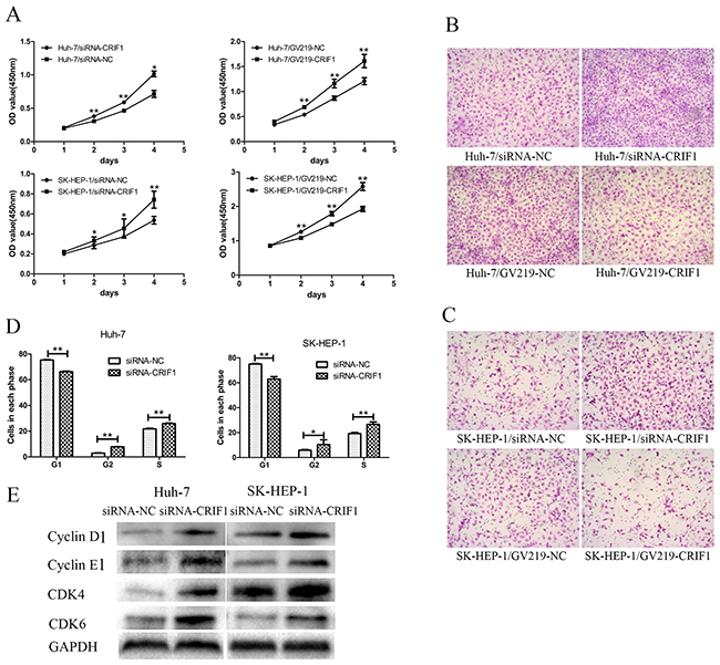 The effects of CRIF1 on phenotype of HCC cell lines.