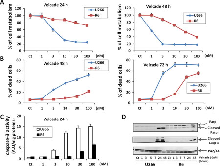 Characterization of a MM cell line resistant to velcade.