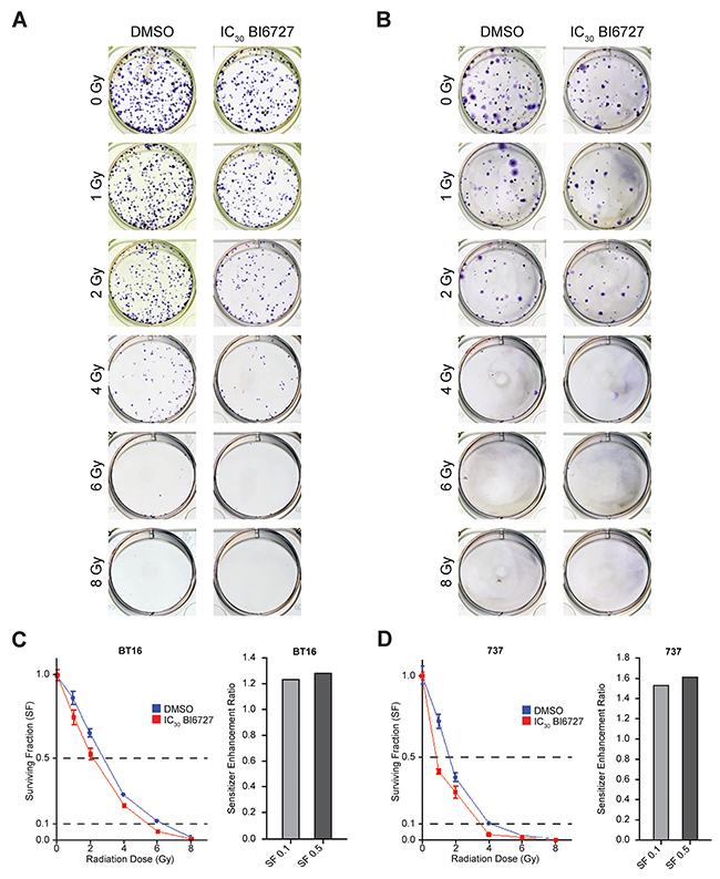 Clonogenic survival results for ATRT cell lines treated with radiation &#x00B1; BI6727: increased radiosensitization of ATRT cells with BI6727 treatment.