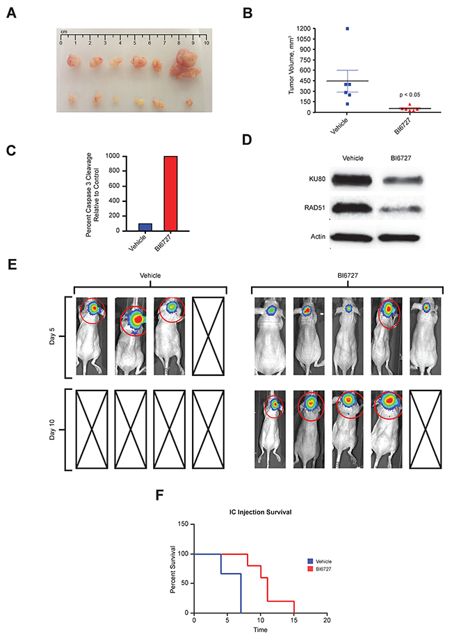 In Vivo efficacy of BI6727 in pediatric ATRT mouse xenografts: decreased tumor burden and increased survival.