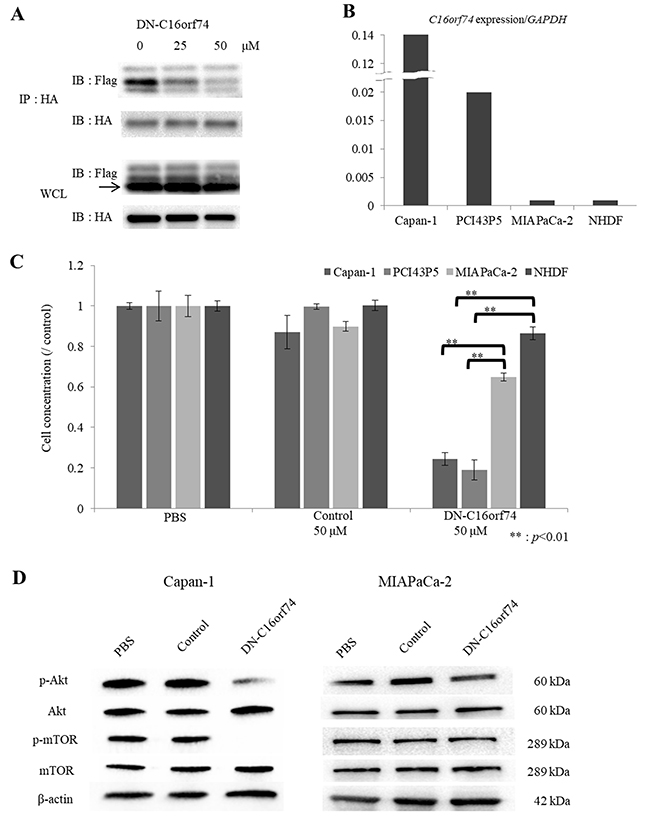 The anti-tumor effect of DN-C16orf74 in vitro.