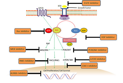 Potential therapeutic strategies for NF1-deficient malignancies.