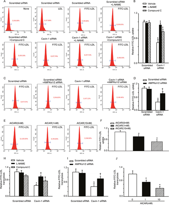 Cavin-1 siRNA suppressed LDL uptake and LDL transcytosis in HUVECs.