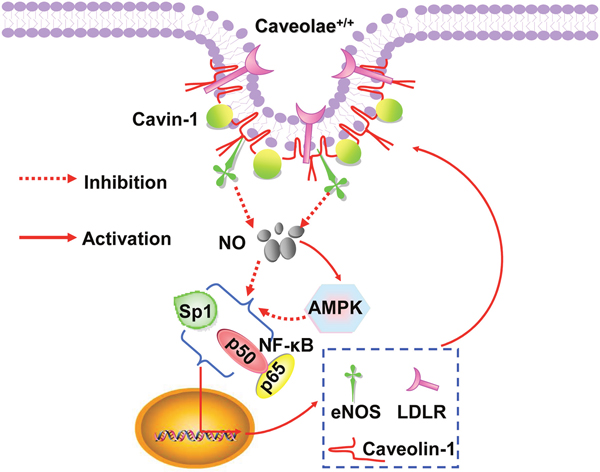 Schematic diagram summarized the molecular mechanism underlying the cavin-1-mediated regulation of downstream proteins.