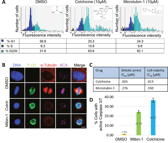 Identification of Microtubin-1, a novel cell division inhibitor.
