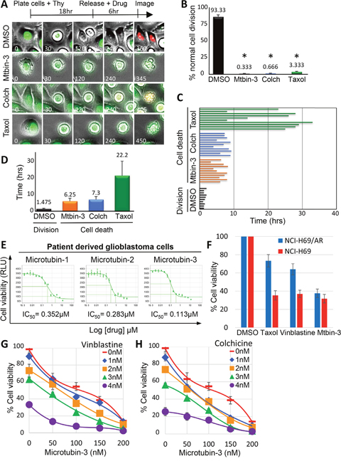 Live-cell analysis of Microtubin-induced cell death.