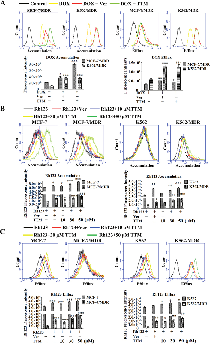 Effect of TTM on the accumulation and efflux of DOX and Rh123 in MDR cancer cells.