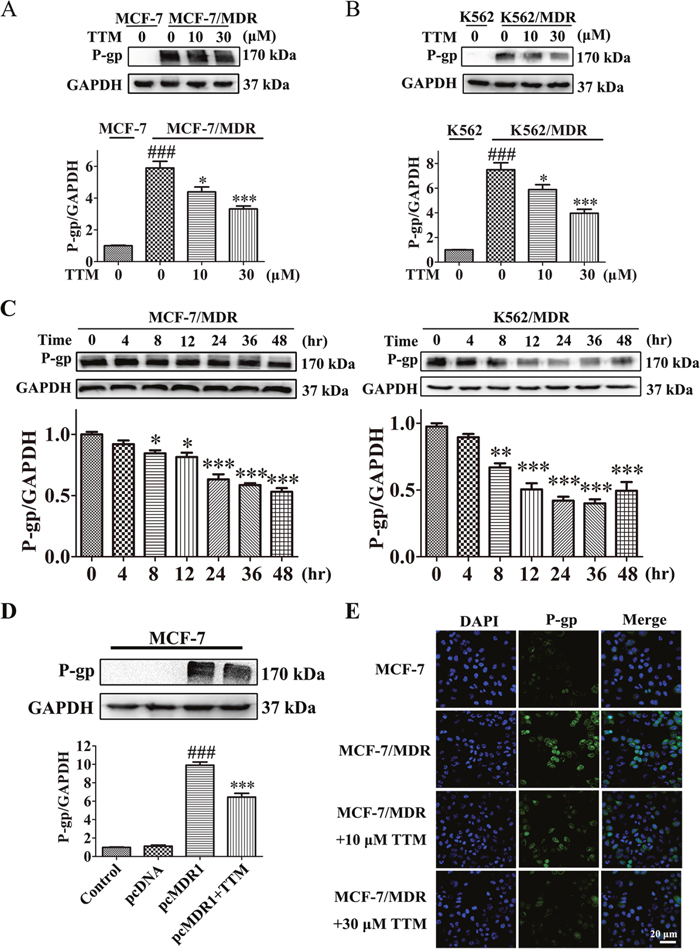 TTM decreases P-gp levels in MDR cancer cells.