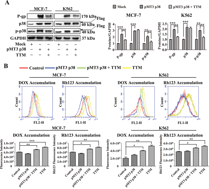 Effect of TTM on p38 MAPK-mediated increase in P-gp expression in parental MCF-7 and K562 cells.
