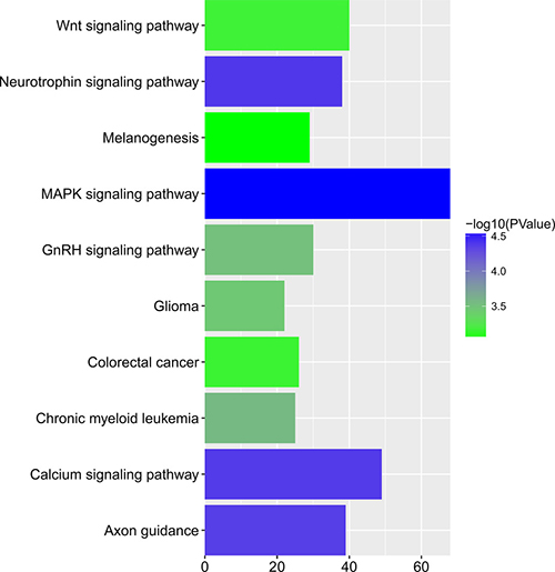 Top 10 KEGG pathways of miR-204a-5p prospective targets.