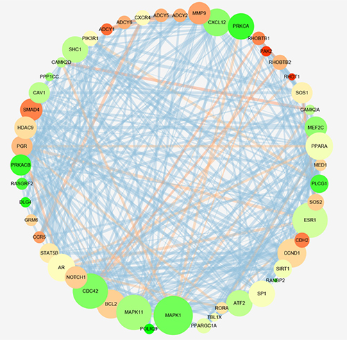 The network of protein-protein interaction (PPI) of miR-204a-5p prospective target genes.