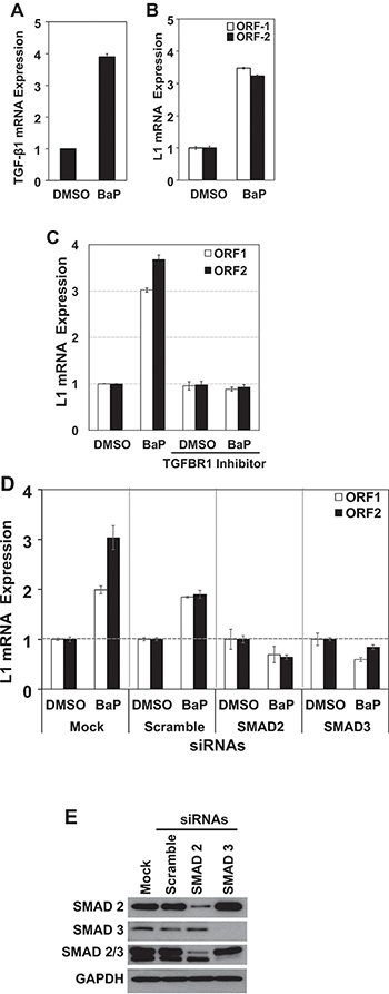 Reactivation of LINE-1 by BaP is Effected via Canonical TGF-&#x03B2;1 Signaling.