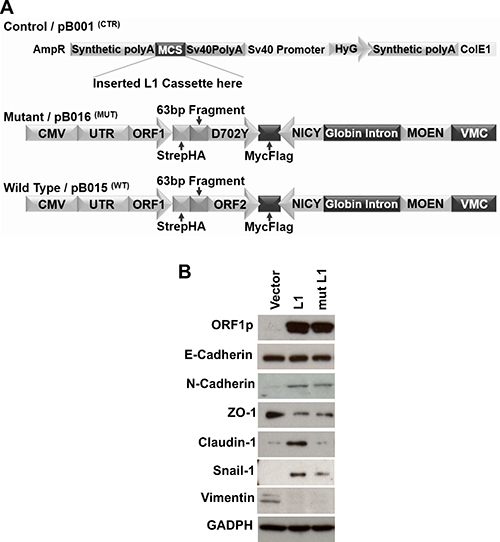 LINE-1 Induces EMT Phenotypes in Human Bronchial Epithelial Cells.