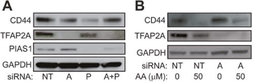 Effect of SUMO Inhibition are Mediated by TFAP2A.