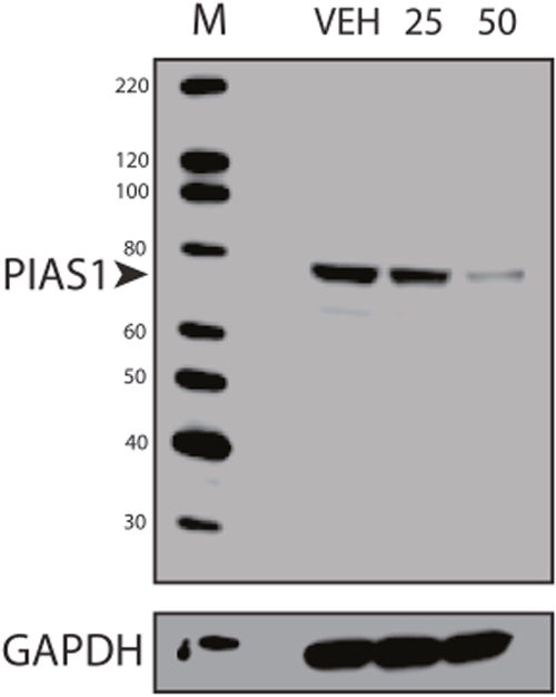 Repression of PIAS1 with Anacardic Acid Treatment.