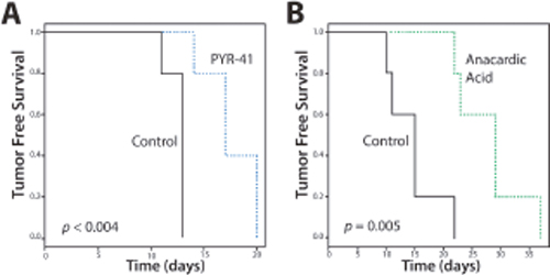 Tumor-free Survival (TFS) of Mice with SUMO Inhibitors.