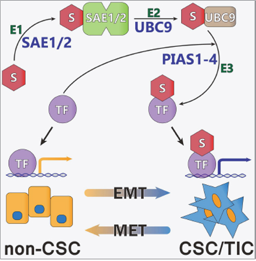 Model of Regulation of CSC/TIC Phenotype Through Sumoylation of TFAP2A.
