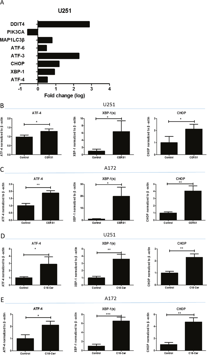 Activation of ER stress induced by overexpression of CERS1 in U251 and A172 glioma cells.