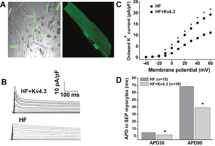 In vivo adenovirus-mediated transfection of Kv4.3 in HF ventricular myocytes.