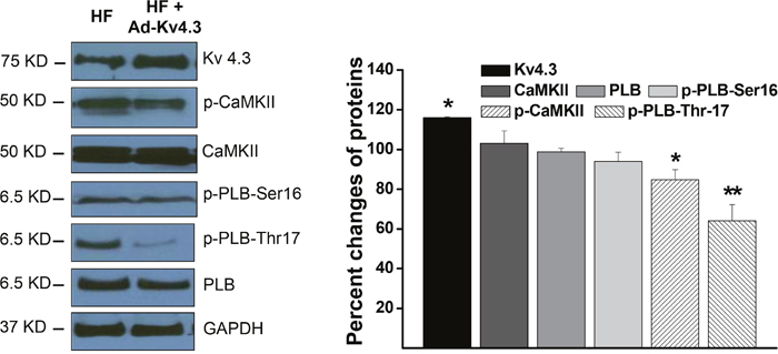 Western blot results showing protein expressions in the HF LV myocytes with and without Ad-Kv4.3 transfection, respectively.