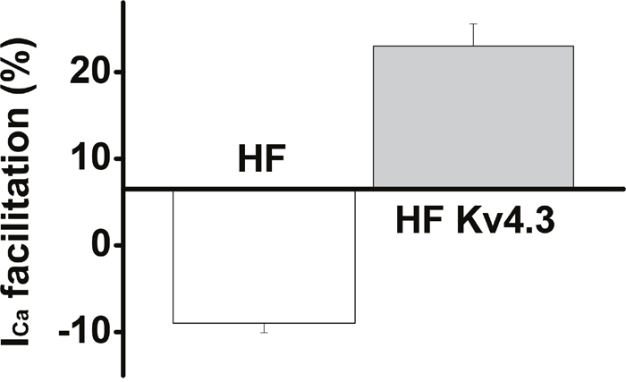 Mean values of the frequency-dependent Ca2+-induced ICa facilitation in HF LV myocytes with (n=39) and without Ad-Kv4.3 (n=32) transfection, respectively, showing a recovery of ICa facilitation in HF LV myocytes with Kv4.3 expression.