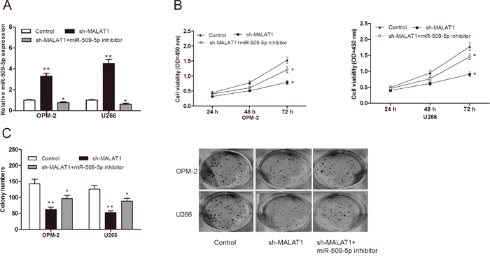 MiR-509-5p reversed the effect of MALAT1 on MM cell proliferation.