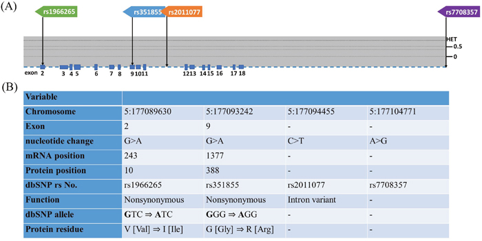 Exon and intron position of FGFR4 gene in human and FGFR4 gene polymorphisms assessed in study.