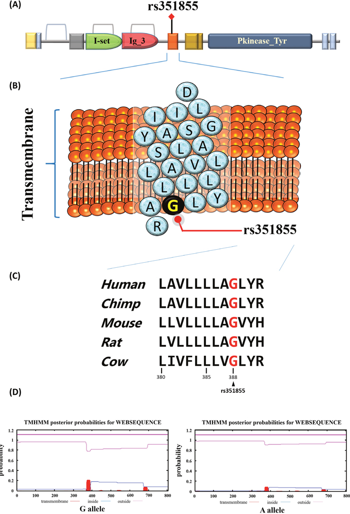 Functional implication and In silico profiling of FGFR4 SNP rs351855.