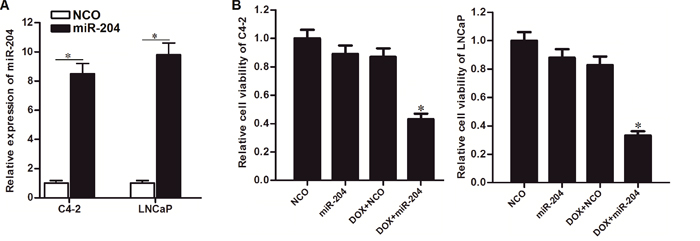 Restore of miR-204 enhanced the cytotoxicity of DOX against PCa cells.