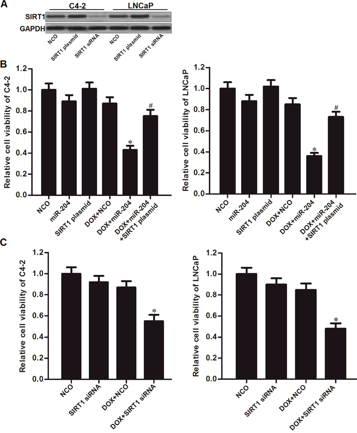 MiR-204 enhanced the cytotoxicity of DOX through decreasing the expression of SIRT1 in PCa.