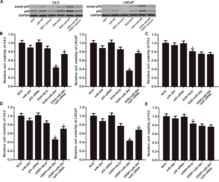 MiR-204 promotes DOX-induced acetylation of p53 in Pca.